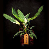 Philodendron Atabapoense Variegated Super Rare Exact Pot -(July-13-58-ER)