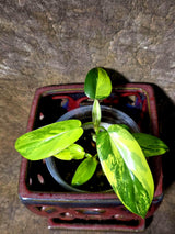 Variegated Philodendron Florida Beauty Exact Plant - (July-13-55)