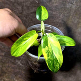 Variegated Philodendron Florida Beauty Exact Plant - (July-13-55)