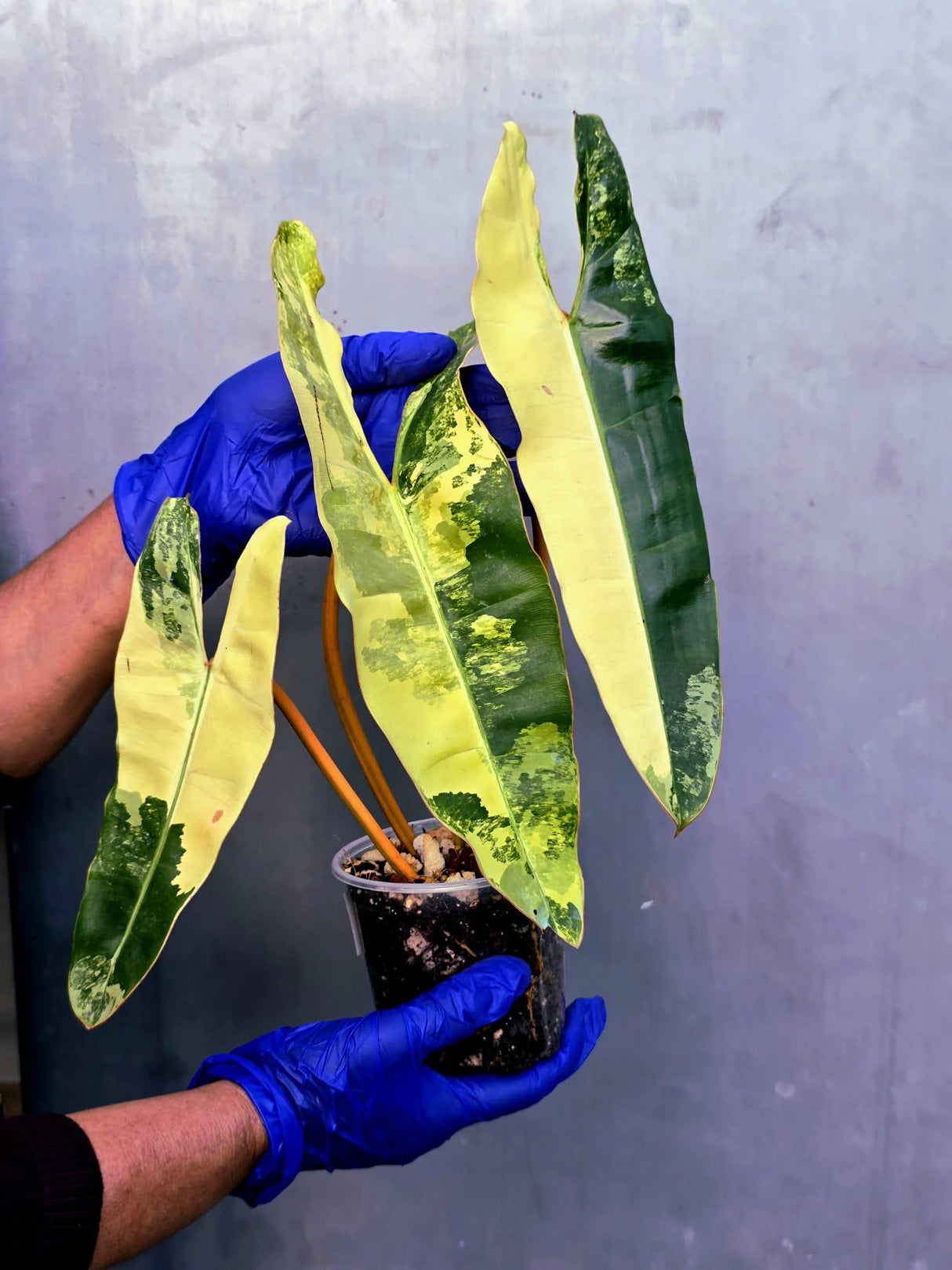 Variegated Philodendron Billietiae Live Plant - Rare Large Leaf (June-23-50-ER)