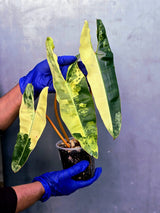 Variegated Philodendron Billietiae Live Plant - Rare Large Leaf (June-23-50-ER)