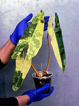 Variegated Philodendron Billietiae Live Plant - Rare Large Leaf (June-23-50-ER)