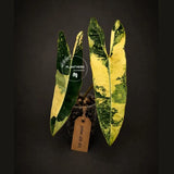 Variegated Philodendron Billietiae Live Plant - Rare Large Leaf (June-23-51-ER)