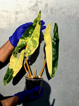 Variegated Philodendron Billietiae Live Plant - Rare Large Leaf (June-23-50-ER)