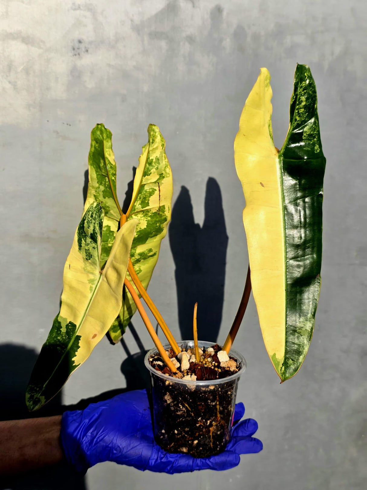 Variegated Philodendron Billietiae Live Plant - Rare Large Leaf (June-23-50-ER)