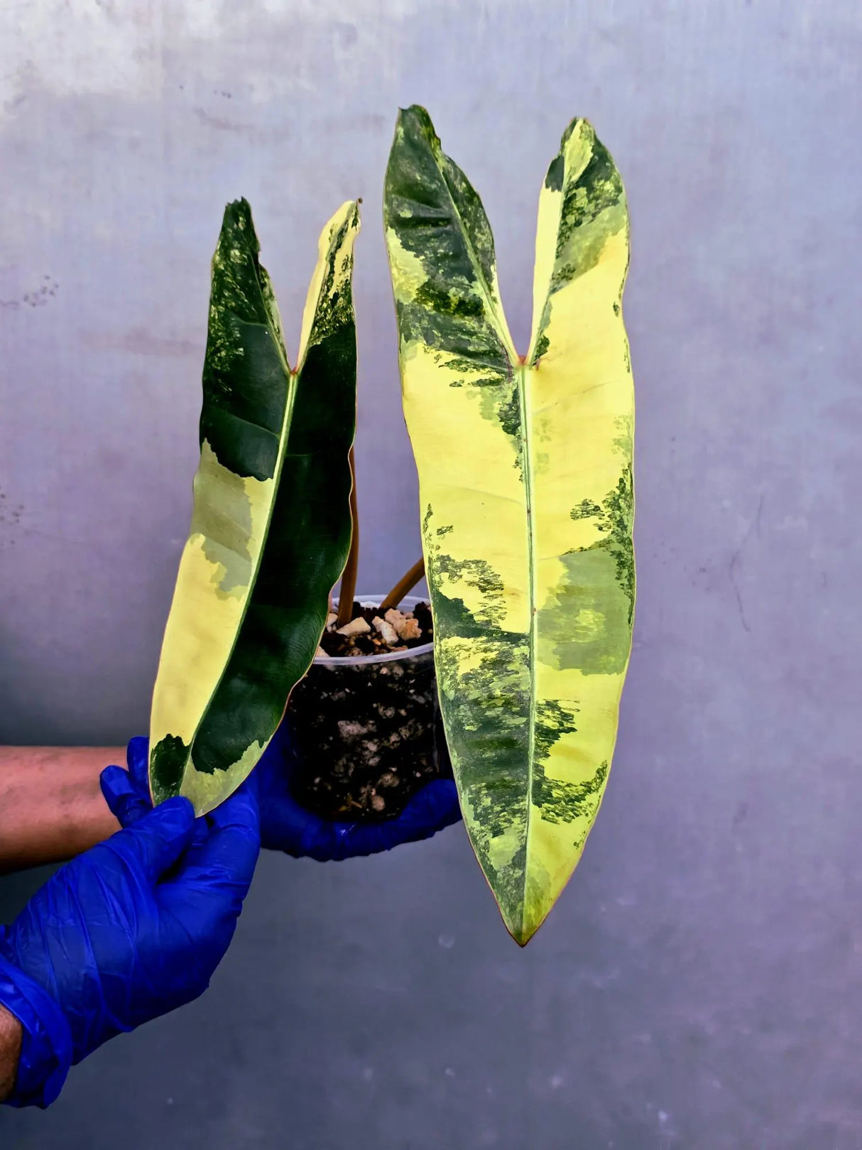 Variegated Philodendron Billietiae Live Plant - Rare Large Leaf (June-23-51-ER)