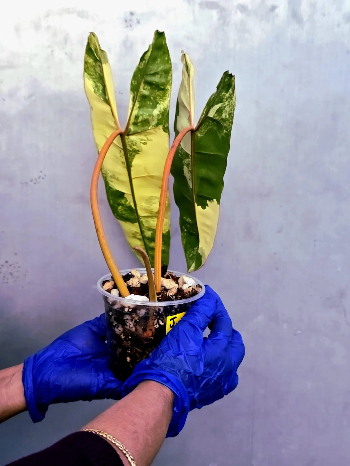 Variegated Philodendron Billietiae Live Plant - Rare Large Leaf (June-23-51-ER)