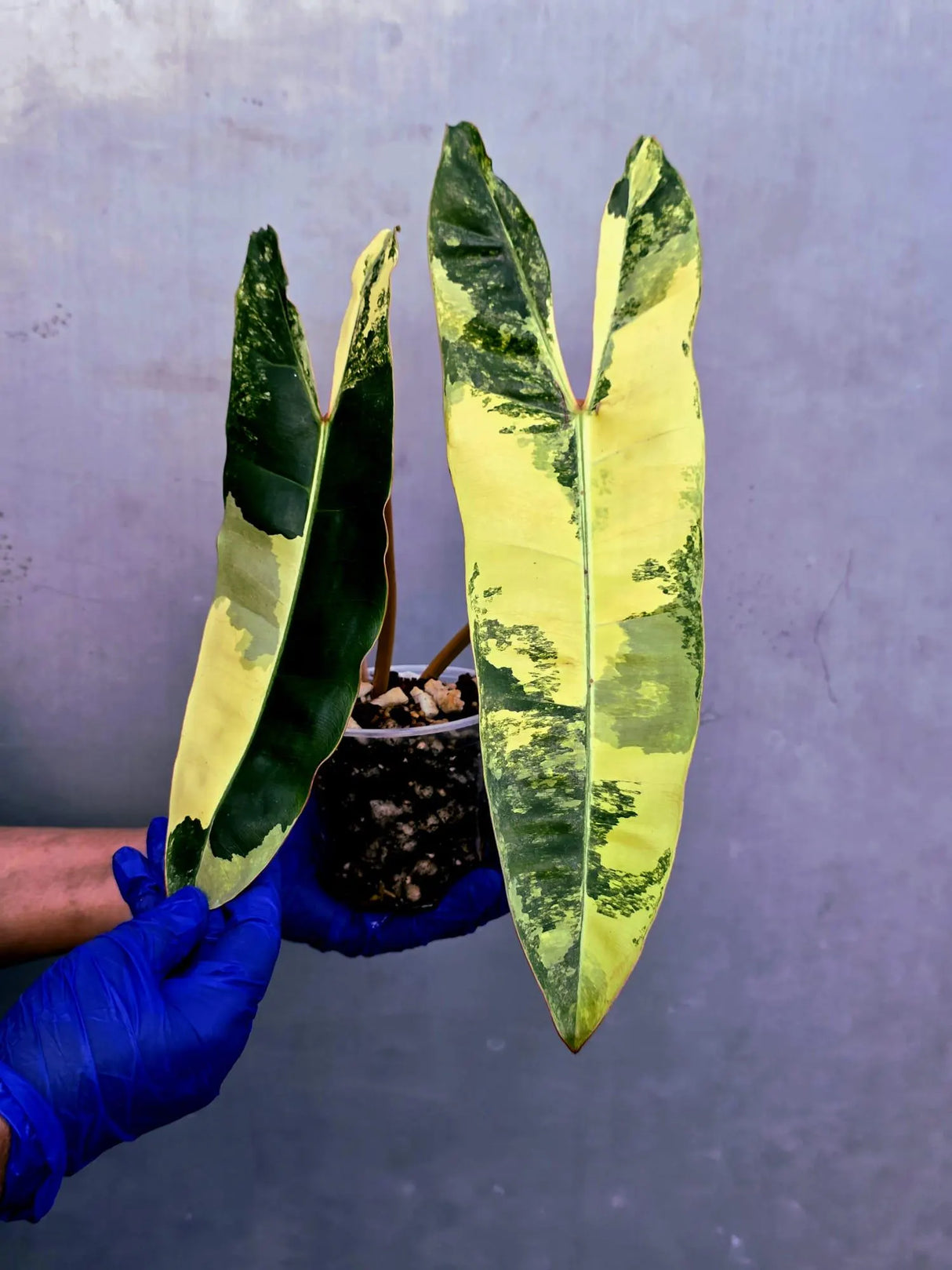 Variegated Philodendron Billietiae Live Plant - Rare Large Leaf (June-23-51-ER)
