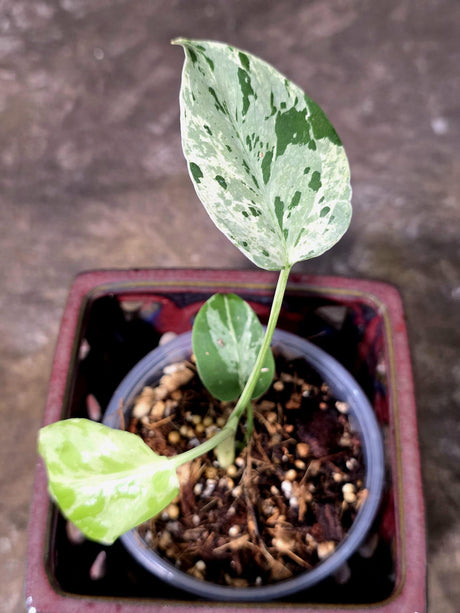 Super Rare Monstera Bulbasaur Variegated Live Plant - Exotic Collector Mint - (July-10-06)