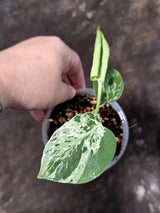 Super Rare Monstera Bulbasaur Variegated Live Plant - Exotic Collector Mint - (July-10-07)