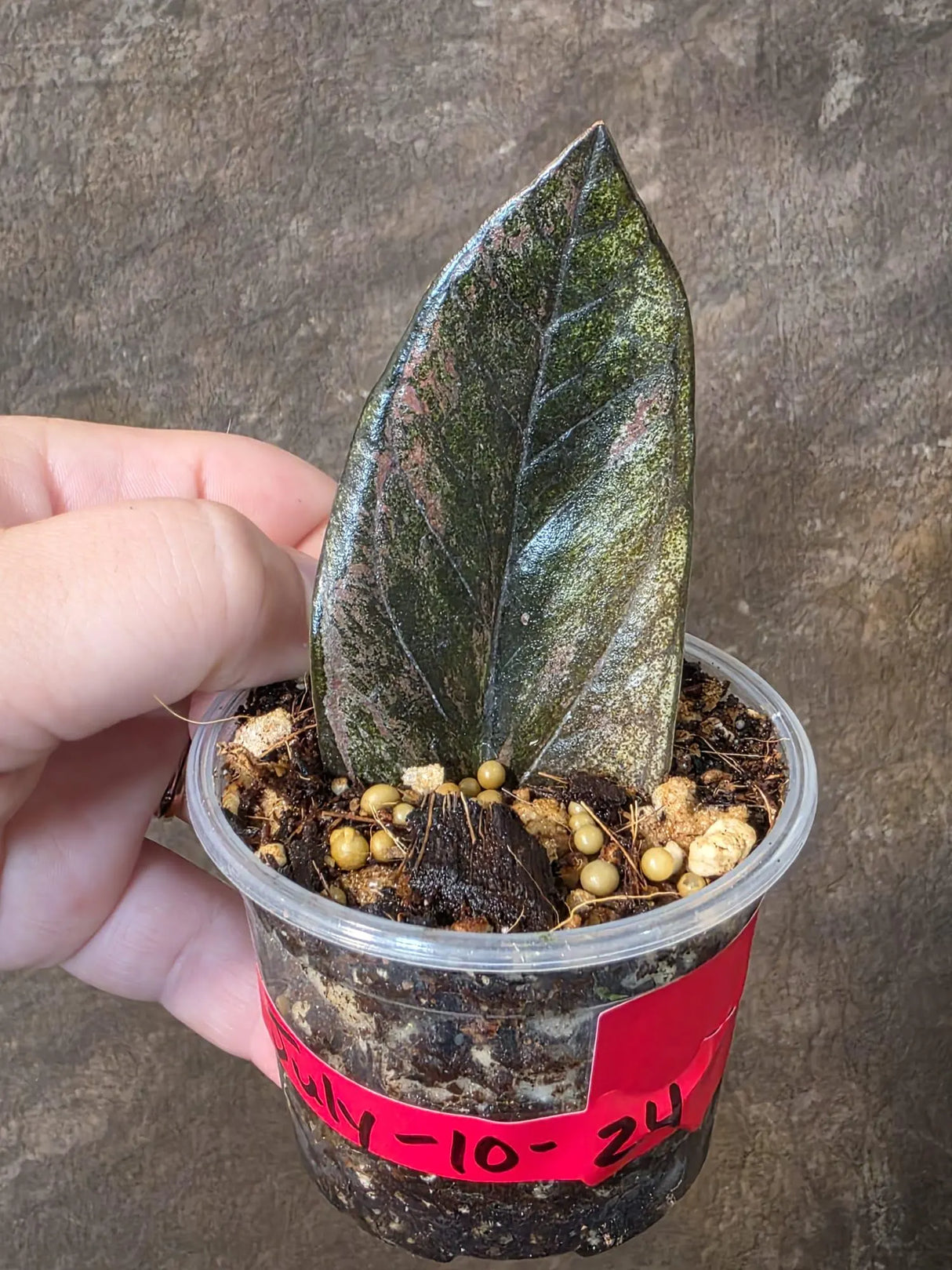 Black Variegated ZZ Plant - Multi Color Zamioculcas (July-10-24-ER)