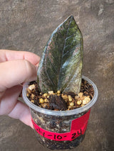 Black Variegated ZZ Plant - Multi Color Zamioculcas (July-10-24-ER)