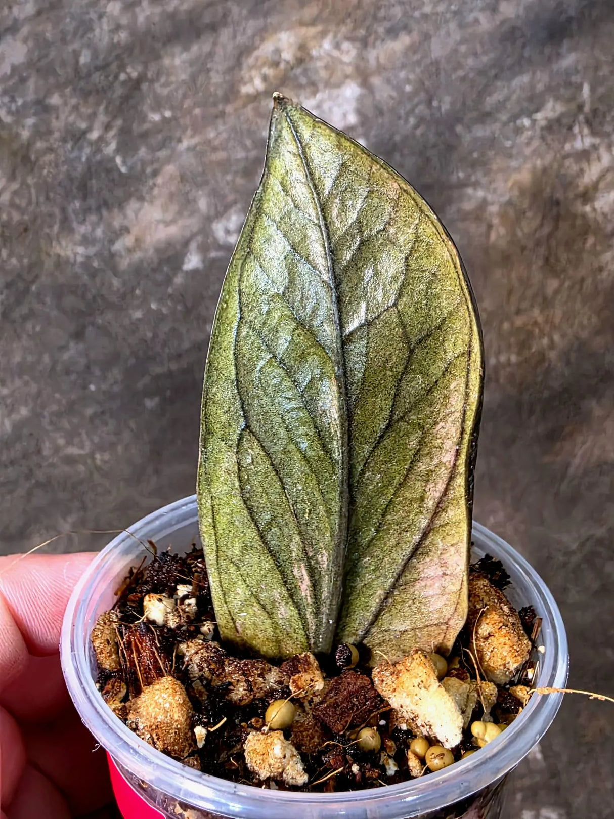 Black Variegated ZZ Plant - Multi Color Zamioculcas (July-10-27-ER)