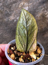Black Variegated ZZ Plant - Multi Color Zamioculcas (July-10-27-ER)