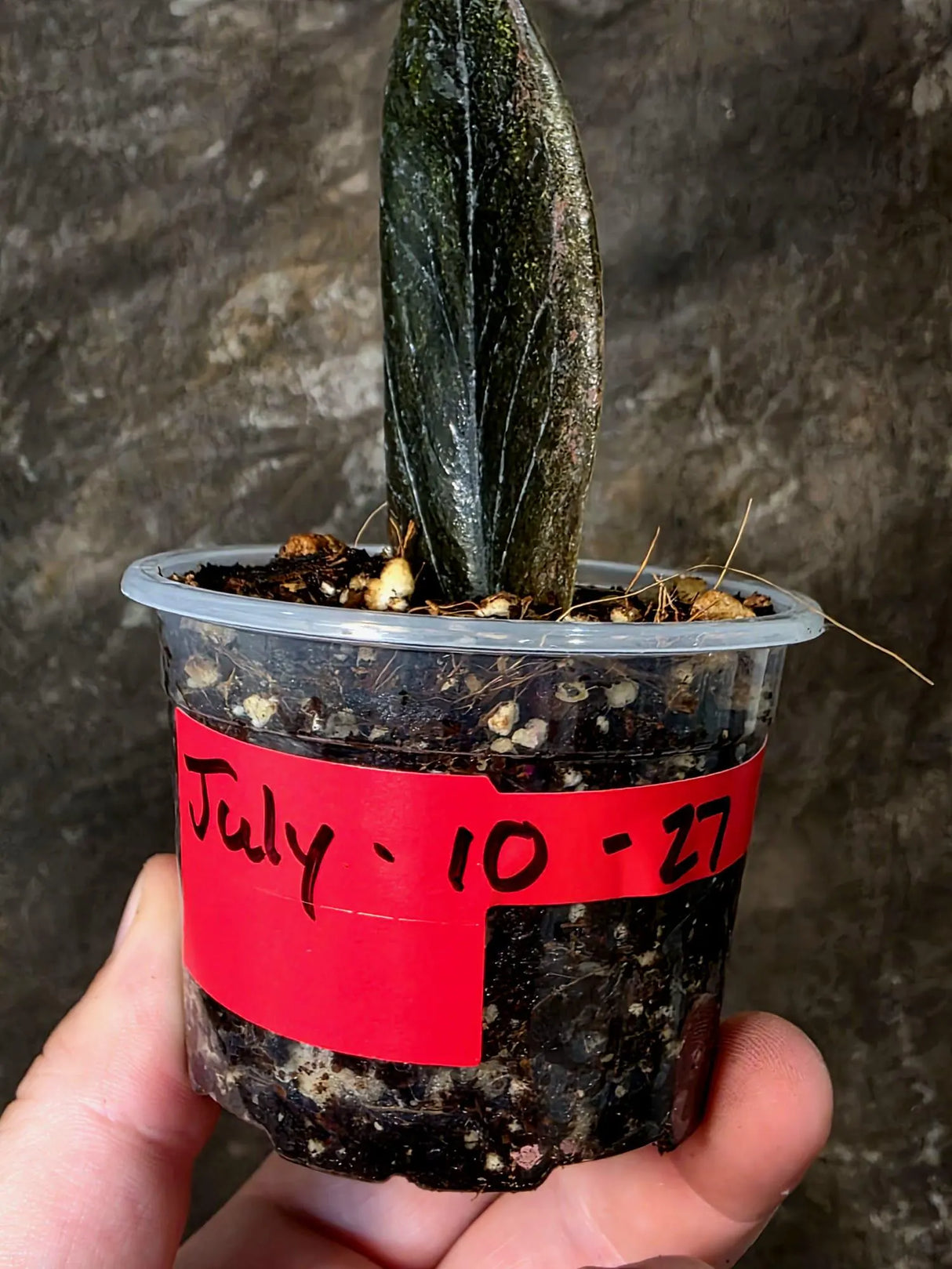 Black Variegated ZZ Plant - Multi Color Zamioculcas (July-10-27-ER)