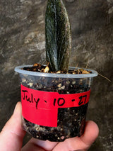 Black Variegated ZZ Plant - Multi Color Zamioculcas (July-10-27-ER)