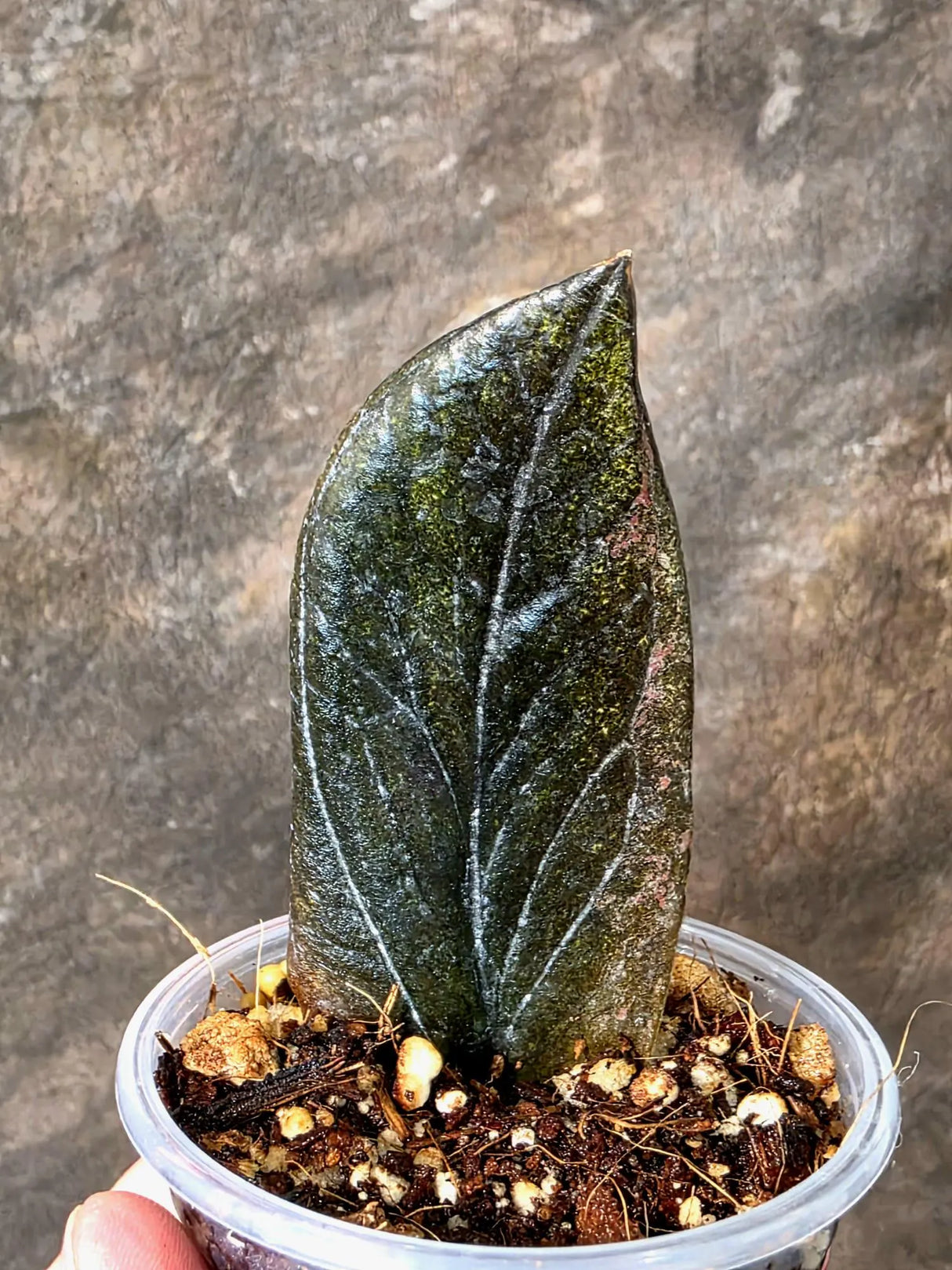 Black Variegated ZZ Plant - Multi Color Zamioculcas (July-10-27-ER)