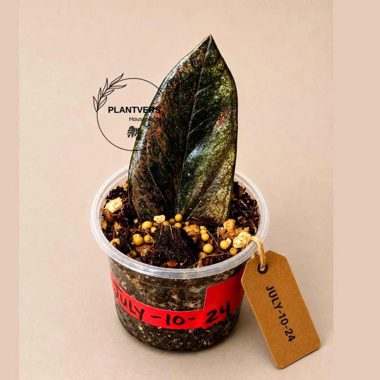 Black Variegated ZZ Plant - Multi Color Zamioculcas (July-10-24-ER)