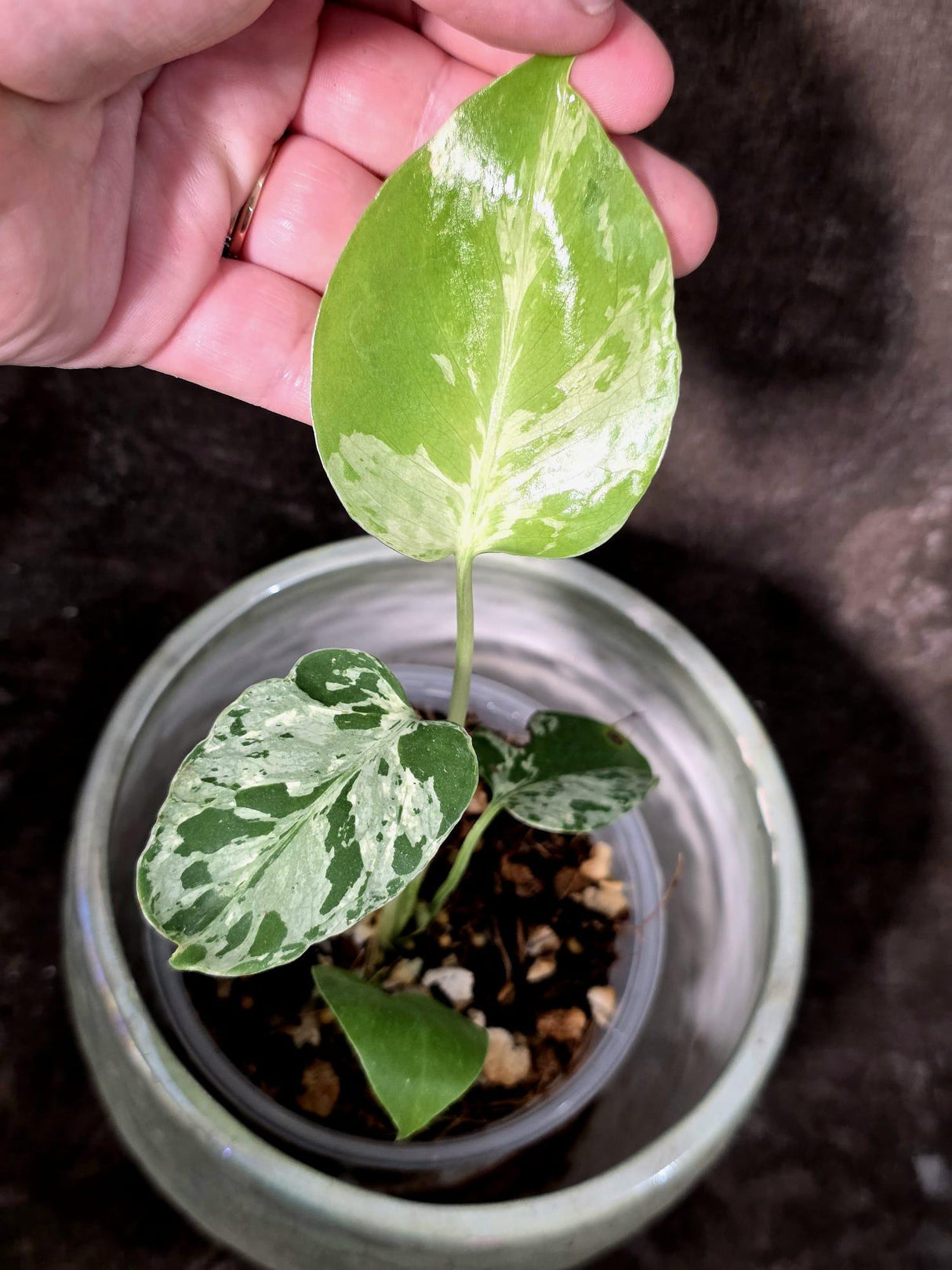 Super Rare Monstera Bulbasaur Variegated Live Plant - Exotic Collector Mint - (July-10-04)
