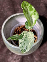 Super Rare Monstera Bulbasaur Variegated Live Plant - Exotic Collector Mint - (July-10-02)
