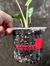 Super Rare Monstera Bulbasaur Variegated Live Plant - Exotic Collector Mint - (July-10-02)