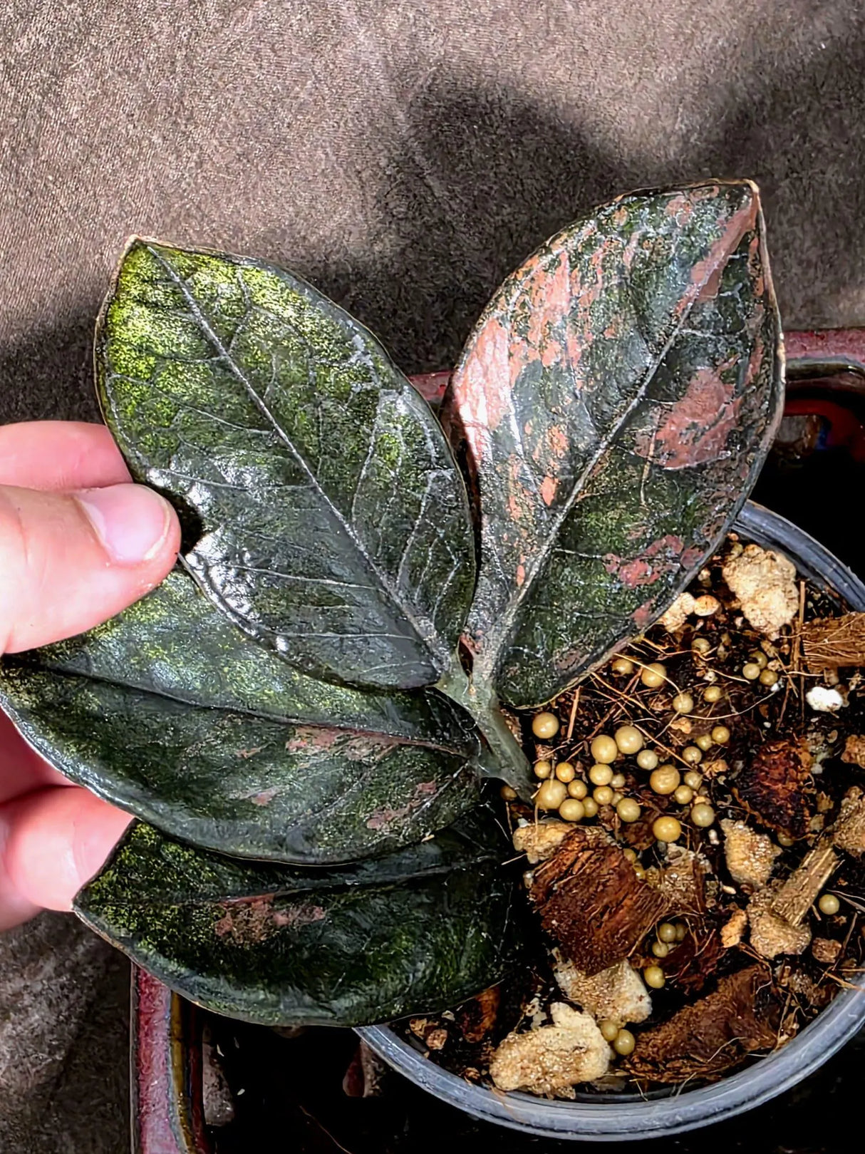 Black Variegated ZZ Plant - Multi Color Zamioculcas (July-10-32-ER )