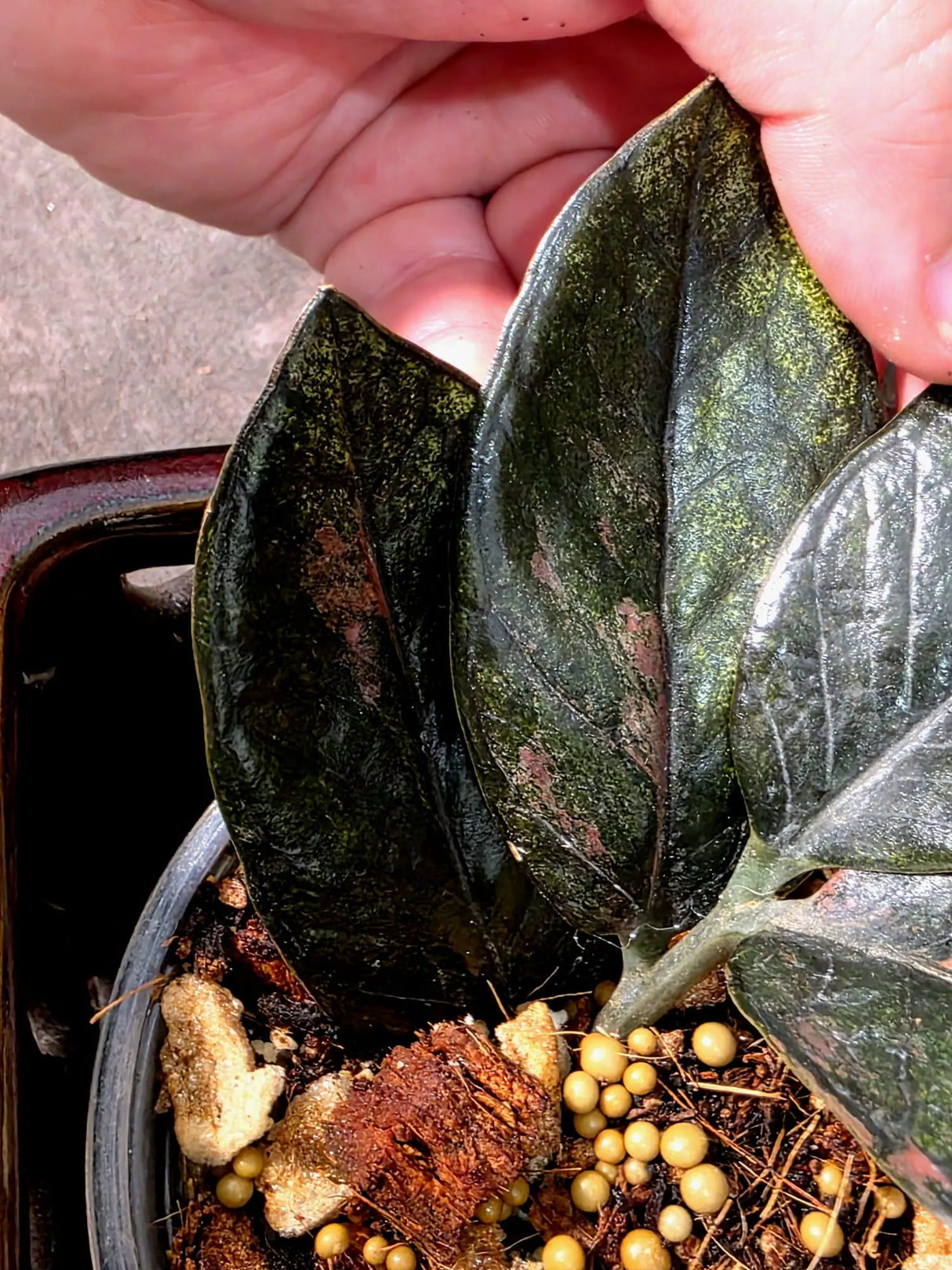Black Variegated ZZ Plant - Multi Color Zamioculcas (July-10-32-ER )