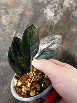 Black Variegated ZZ Plant - Multi Color Zamioculcas (July-10-32-ER )