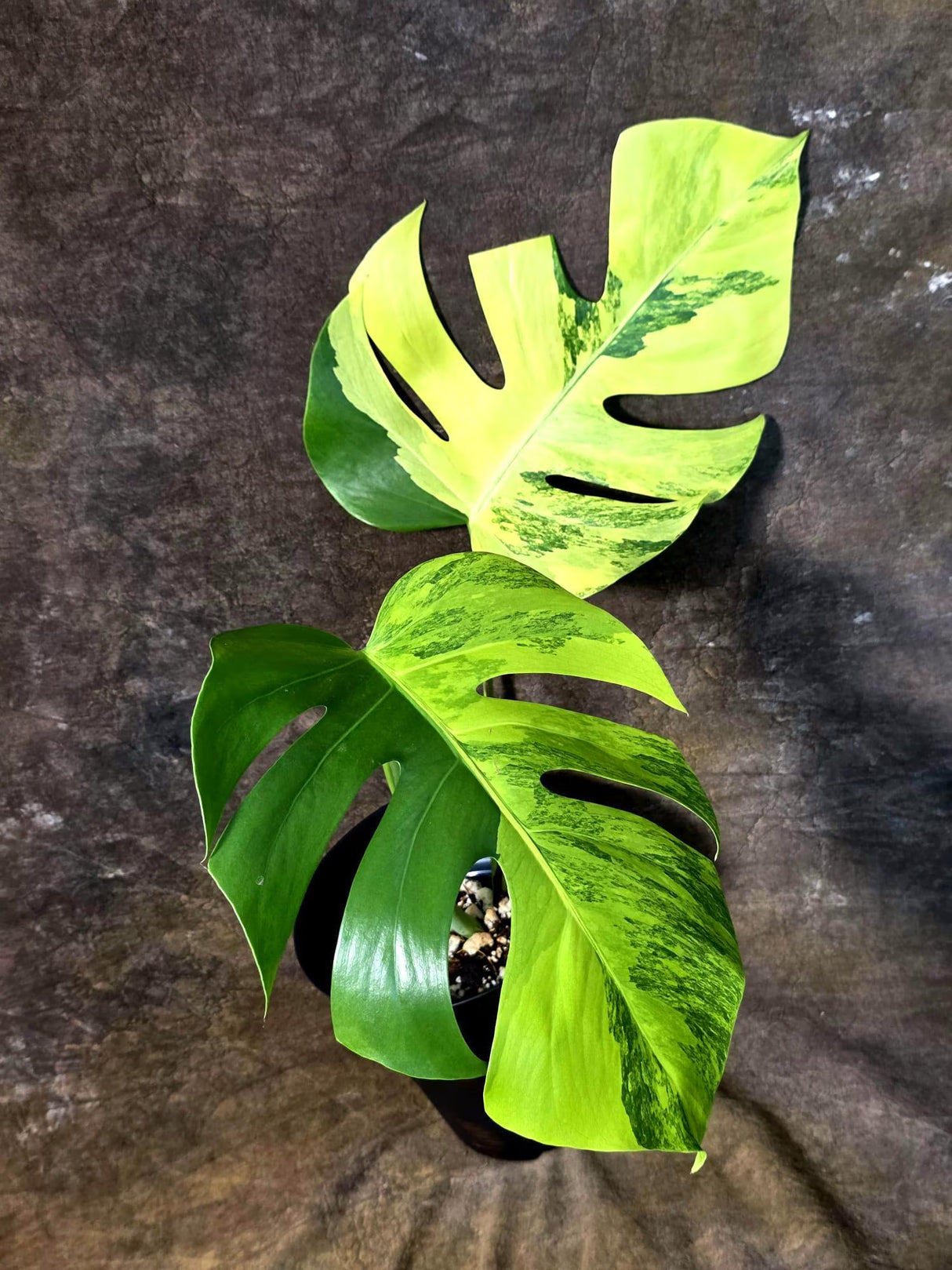 Monstera Borsigiana Aurea Variegated - Exact Rare Tropical Aroid (July-13-03)
