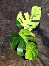 Monstera Borsigiana Aurea Variegated - Exact Rare Tropical Aroid (July-13-03)