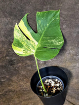 Monstera Borsigiana Aurea Variegated - Exact Rare Tropical Aroid (July-13-04)