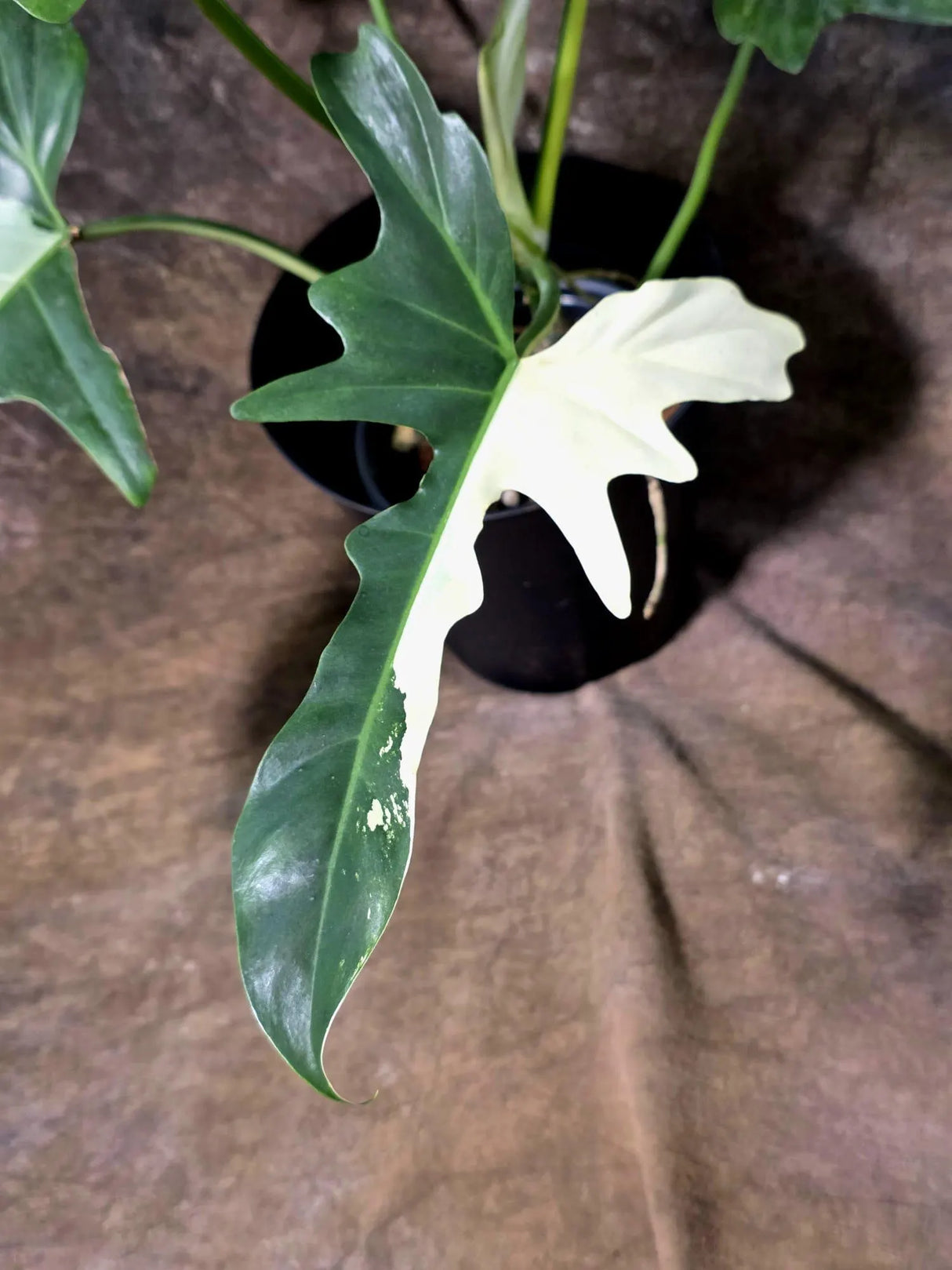 Variegated Golden Dragon Philodendron - EXACT Plant (July-13-01)