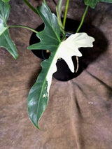 Variegated Golden Dragon Philodendron - EXACT Plant (July-13-01)