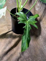 Variegated Golden Dragon Philodendron - EXACT Plant (July-13-01)