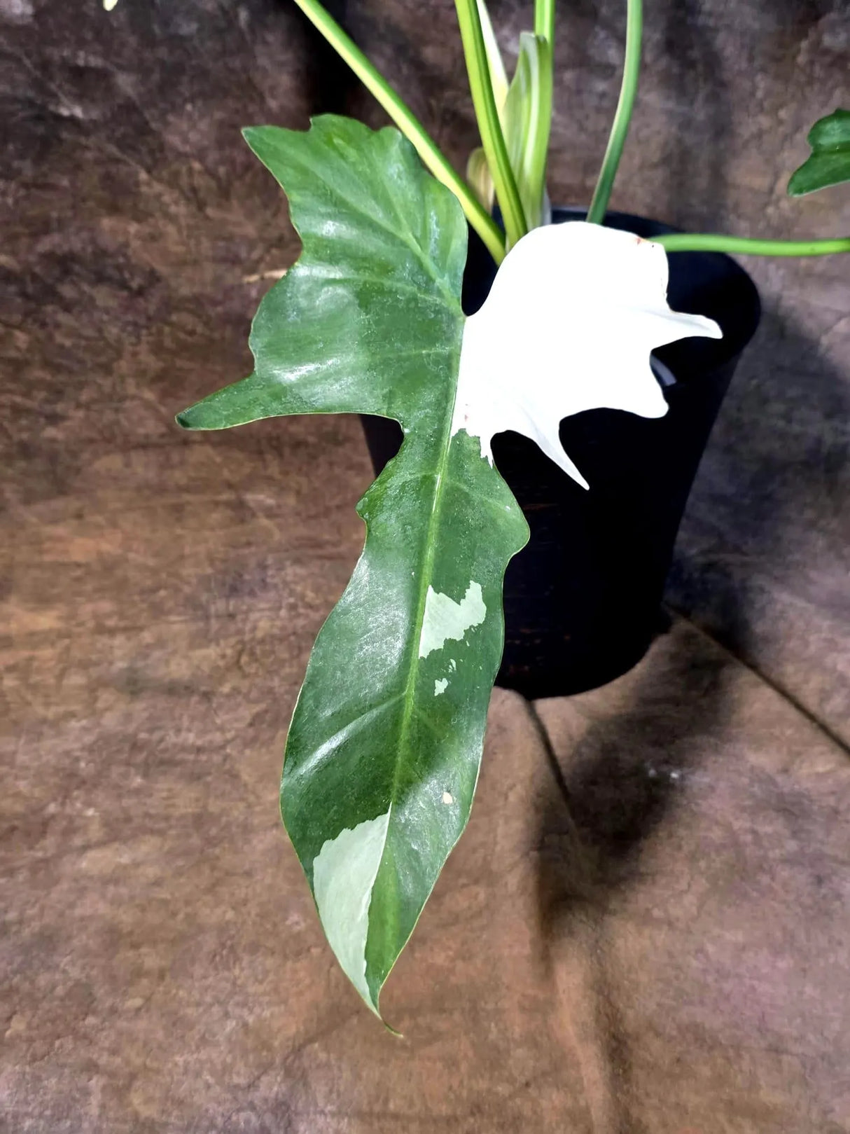 Variegated Golden Dragon Philodendron - EXACT Plant (July-13-01)