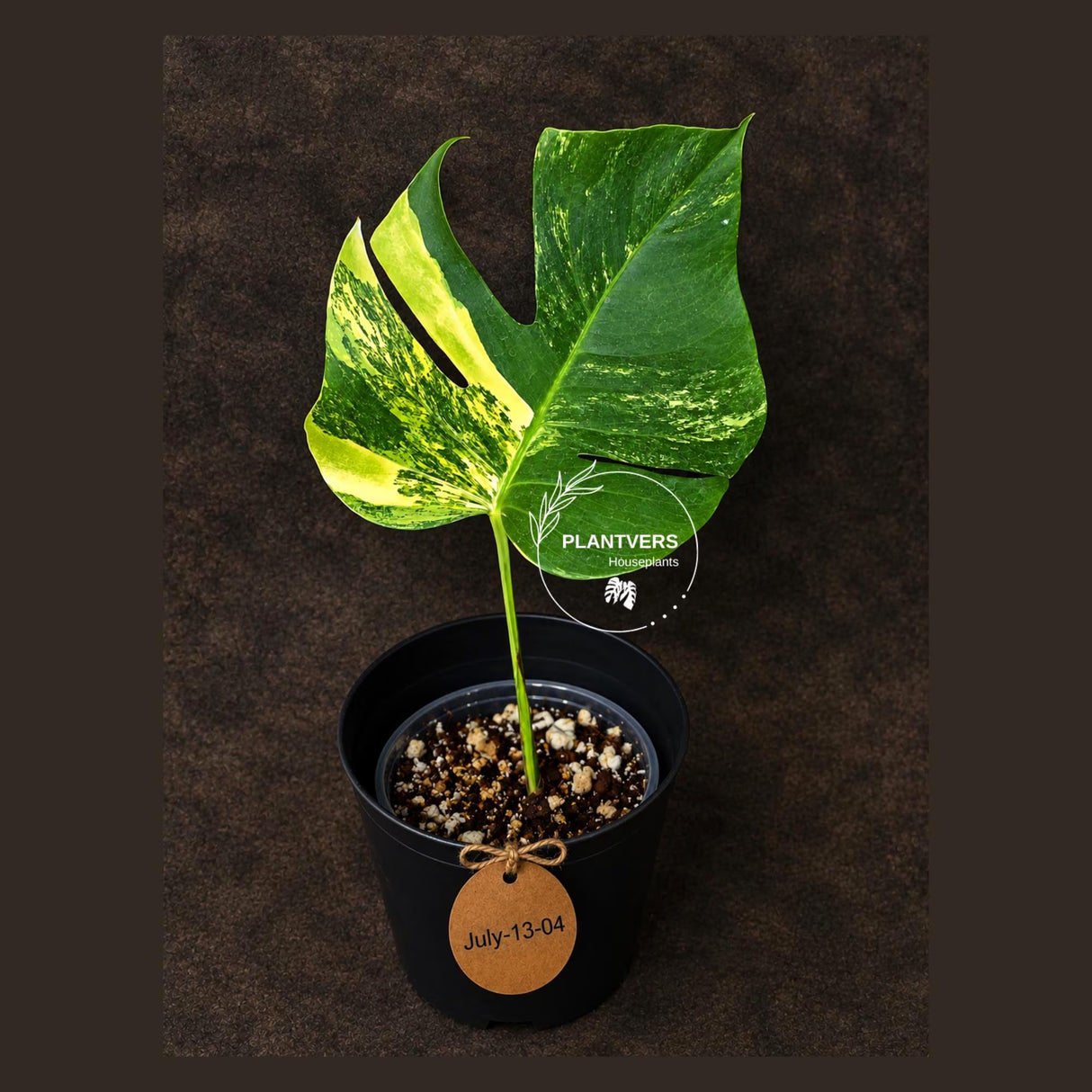 Monstera Borsigiana Aurea Variegated - Exact Rare Tropical Aroid (July-13-04)