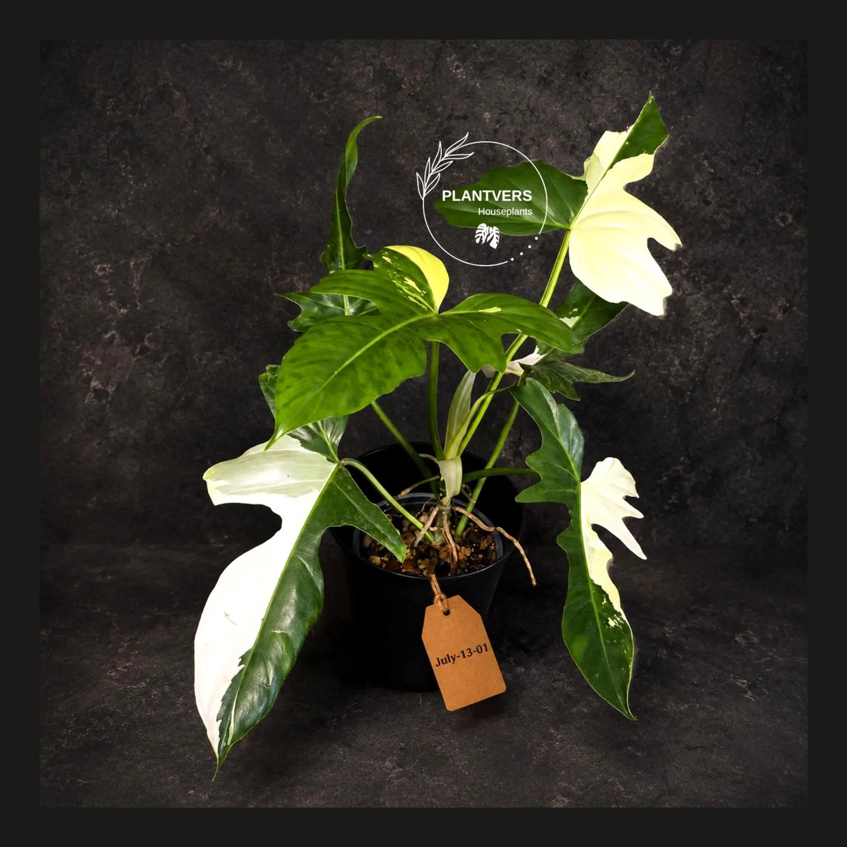 Variegated Golden Dragon Philodendron - EXACT Plant (July-13-01)