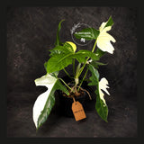 Variegated Golden Dragon Philodendron - EXACT Plant (July-13-01)