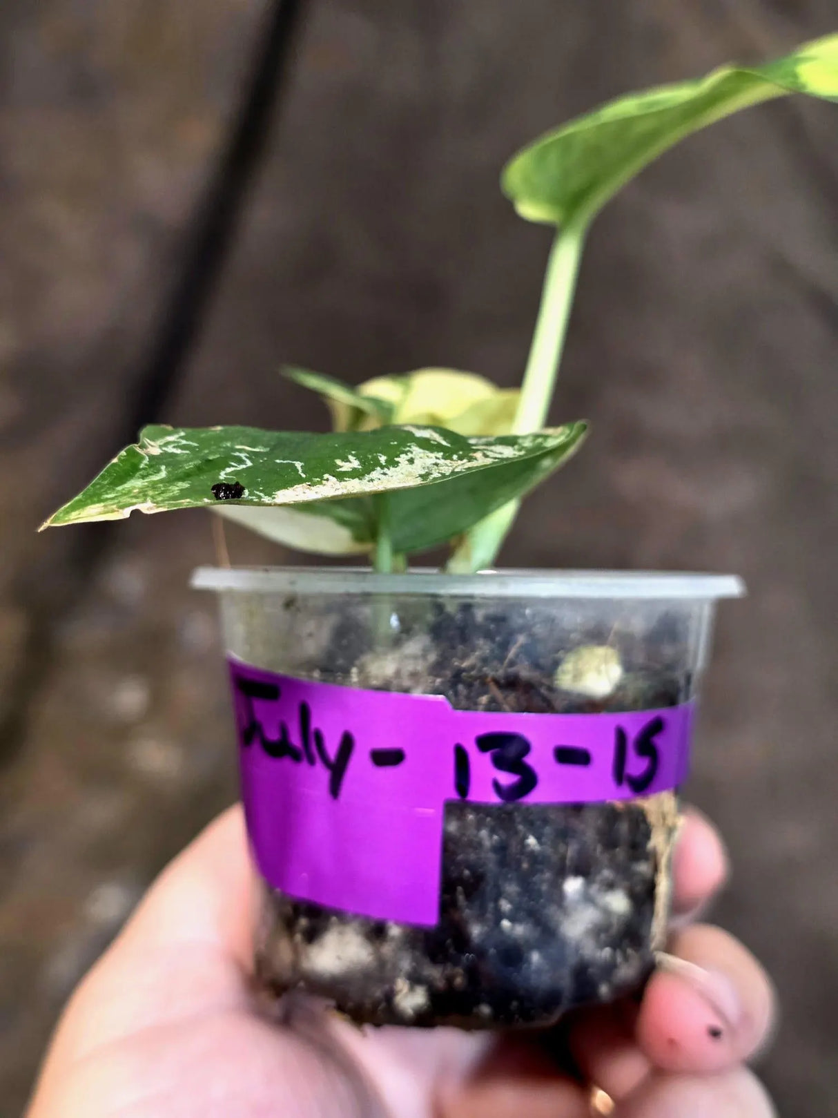 Scindapsus Jade Satin Variegated - Yellow Variegation (July-13-15)