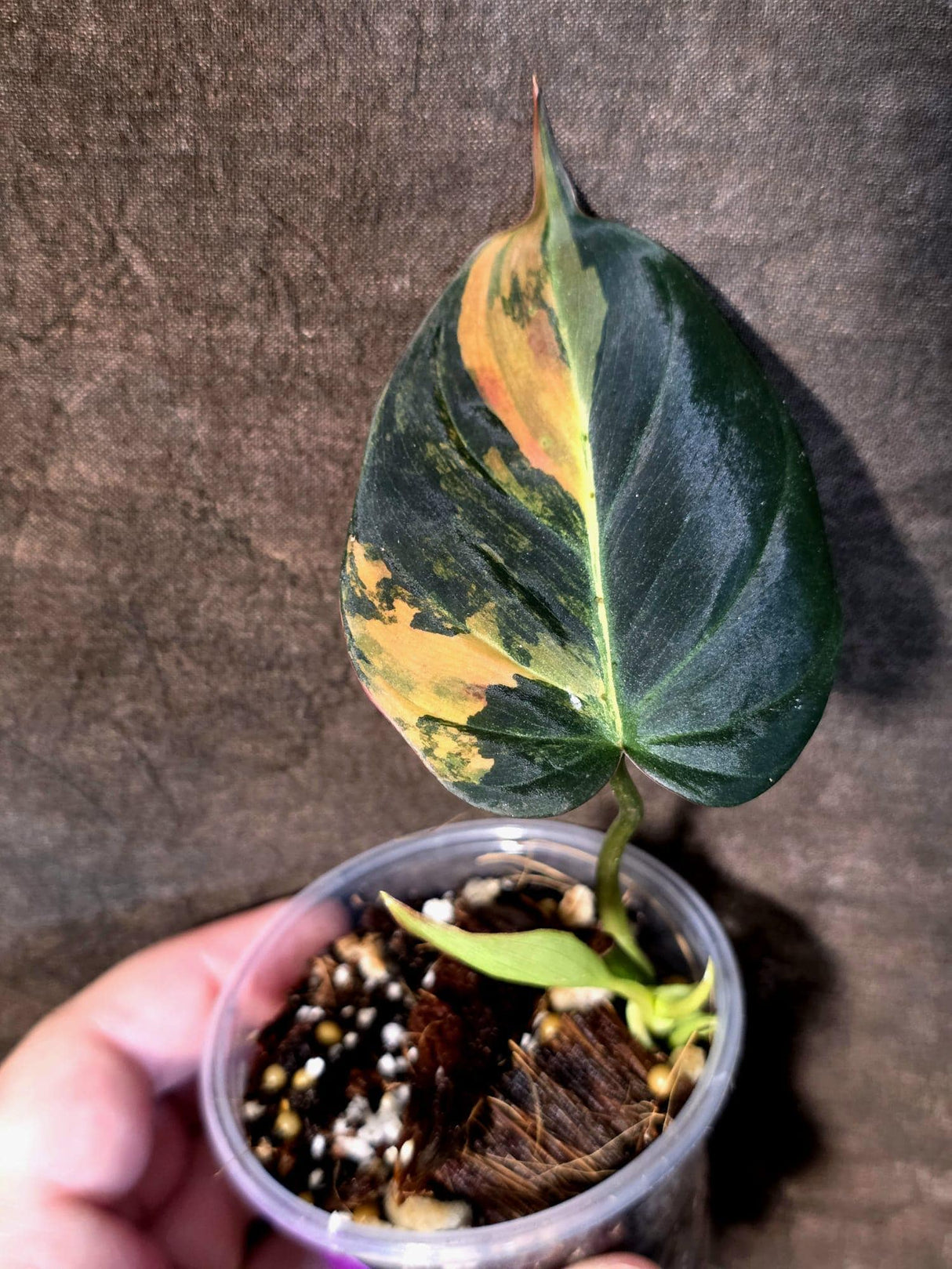 Variegated Philodendron Mican Aurea -(July-13-16)