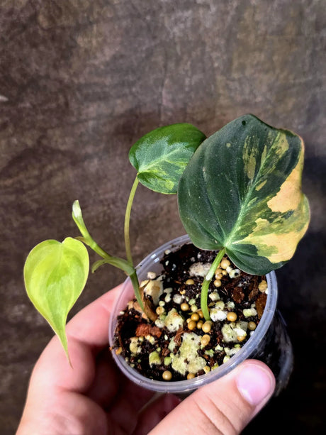 Variegated Philodendron Mican Aurea - Rare Exact Plant (July-13-17)