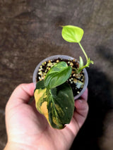 Variegated Philodendron Mican Aurea - Rare Exact Plant (July-13-17)