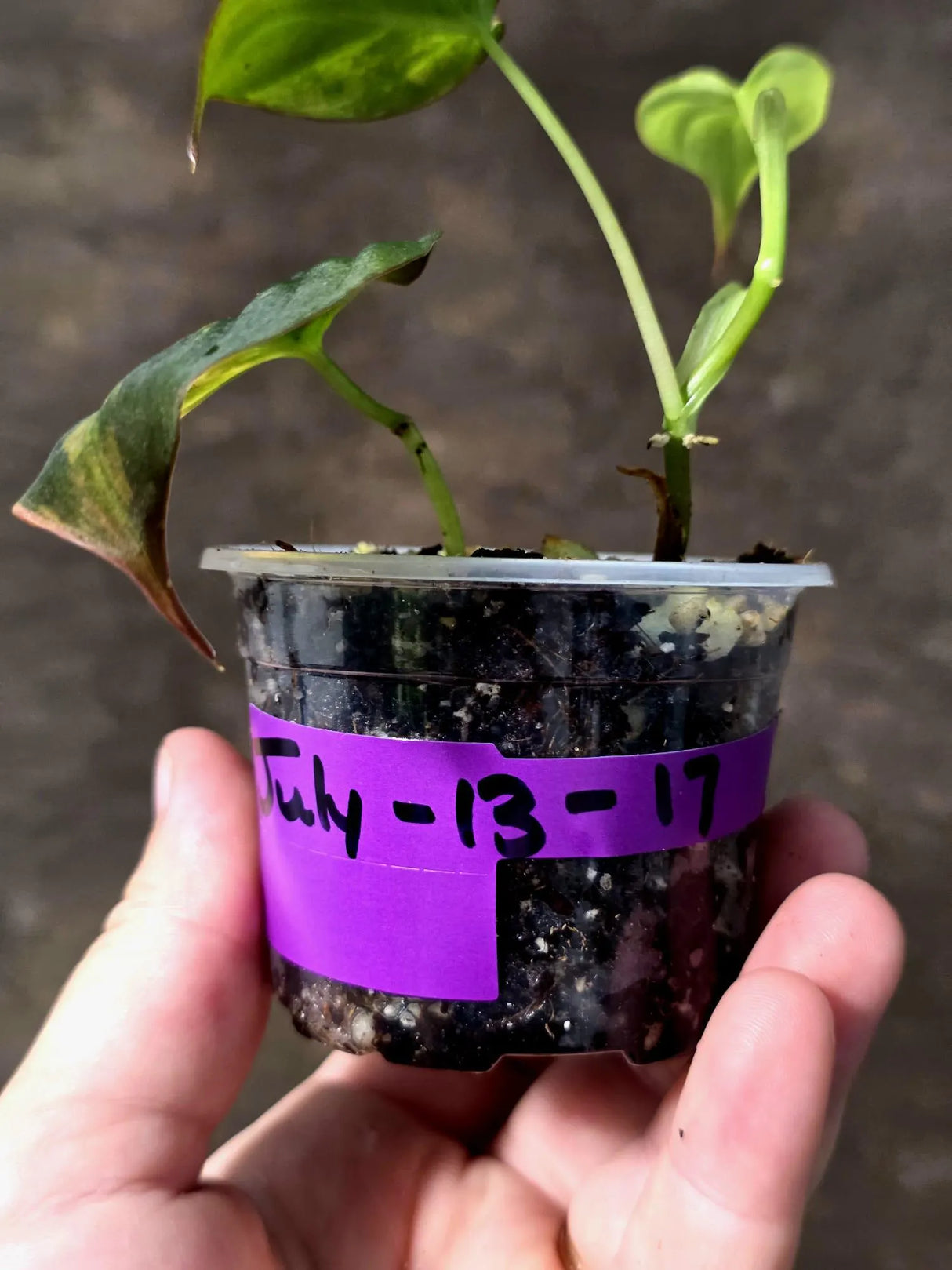 Variegated Philodendron Mican Aurea - Rare Exact Plant (July-13-17)