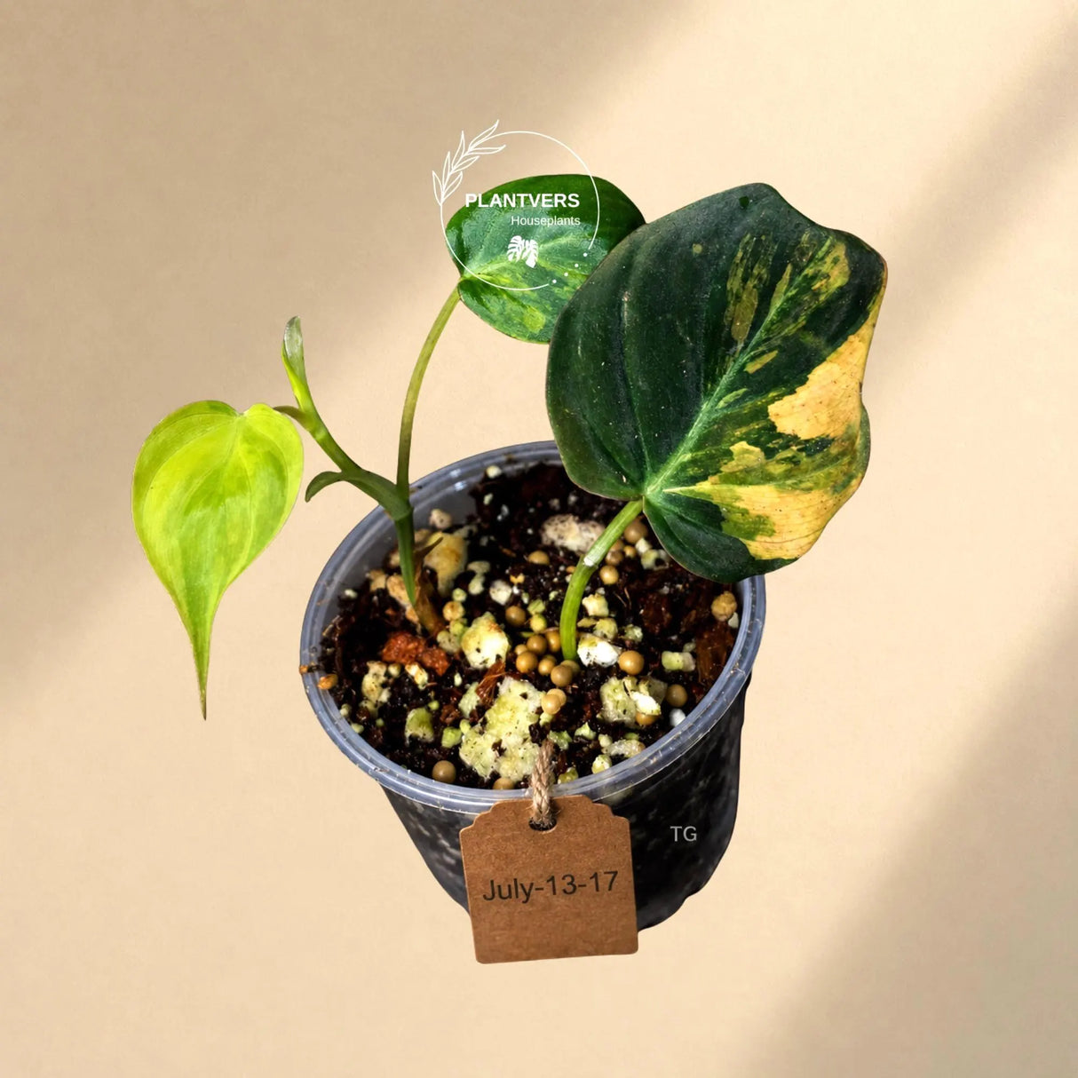 Variegated Philodendron Mican Aurea - Rare Exact Plant (July-13-17)