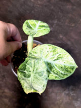Alocasia Reginula Black Velvet Pink Variegated - Rare Jewel Alocasia - (July-13-35)