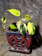 Variegated Philodendron Mican Aurea - Rare Exact Plant - (July-13-10)