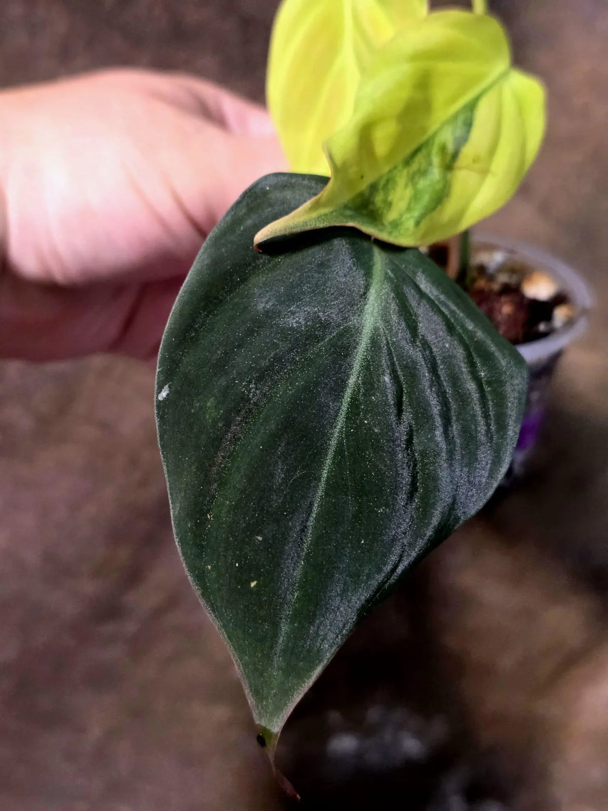Variegated Philodendron Mican Aurea - Rare Exact Plant - (July-13-18)