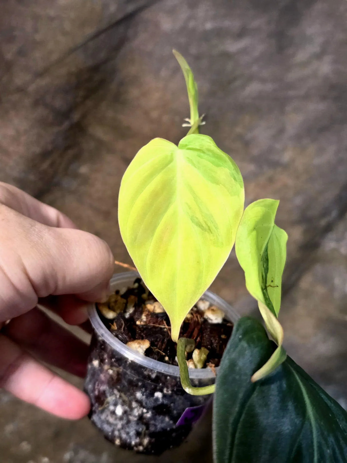 Variegated Philodendron Mican Aurea - Rare Exact Plant - (July-13-18)