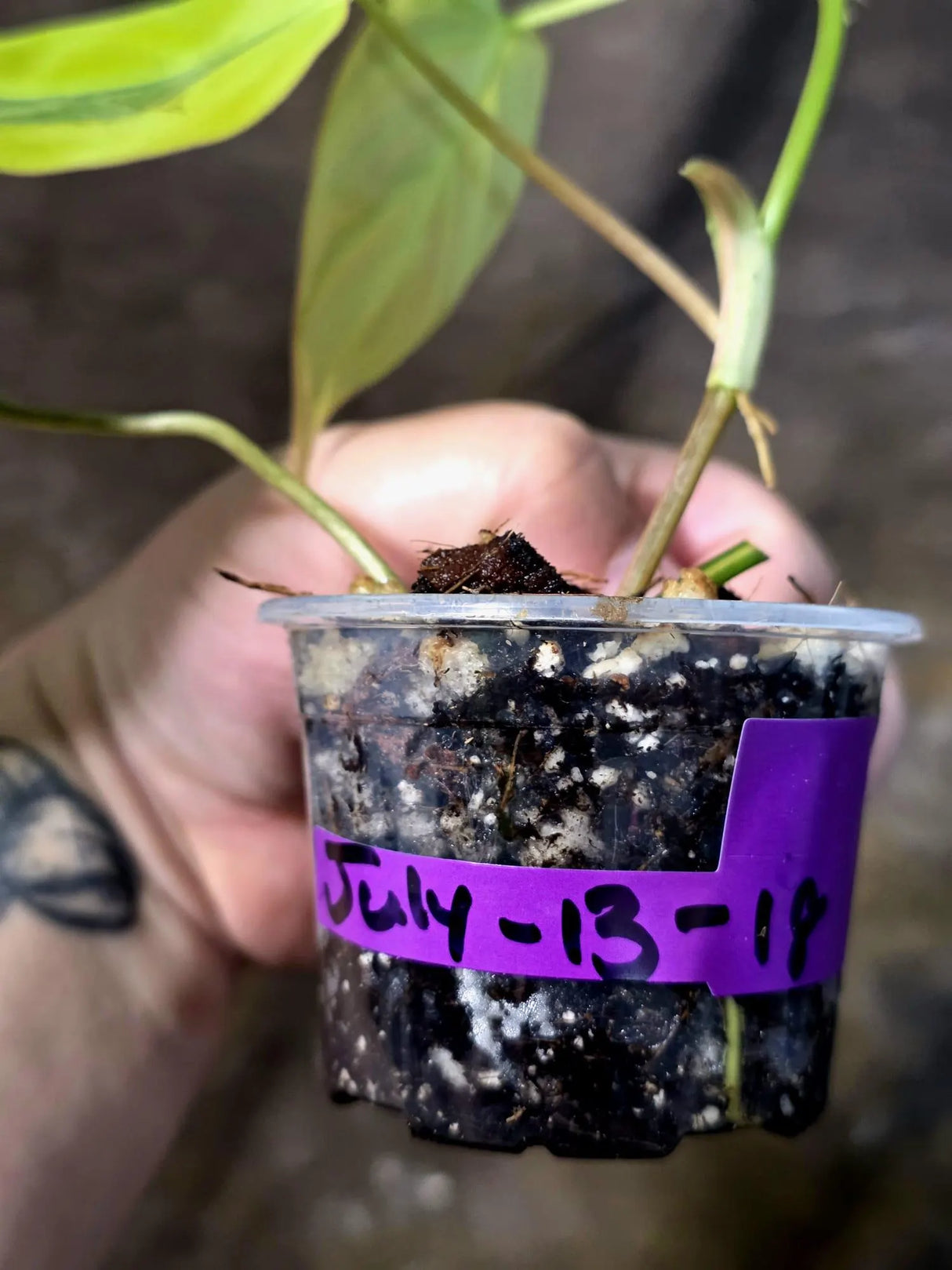 Variegated Philodendron Mican Aurea - Rare Exact Plant - (July-13-18)