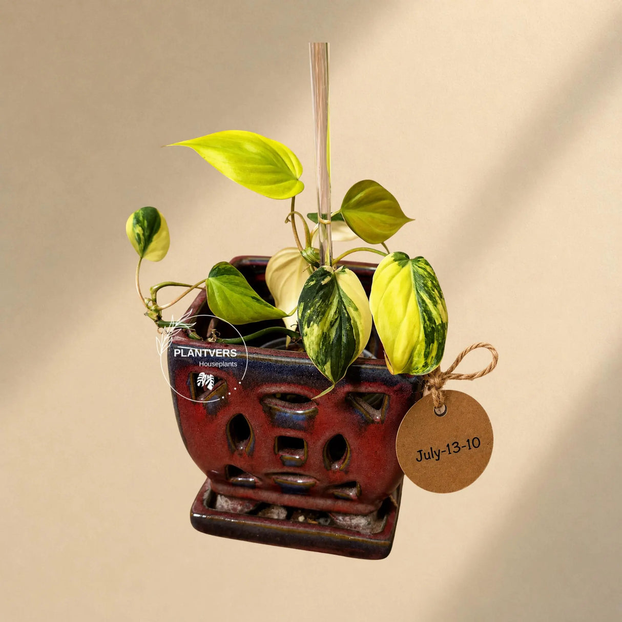 Variegated Philodendron Mican Aurea - Rare Exact Plant - (July-13-10)